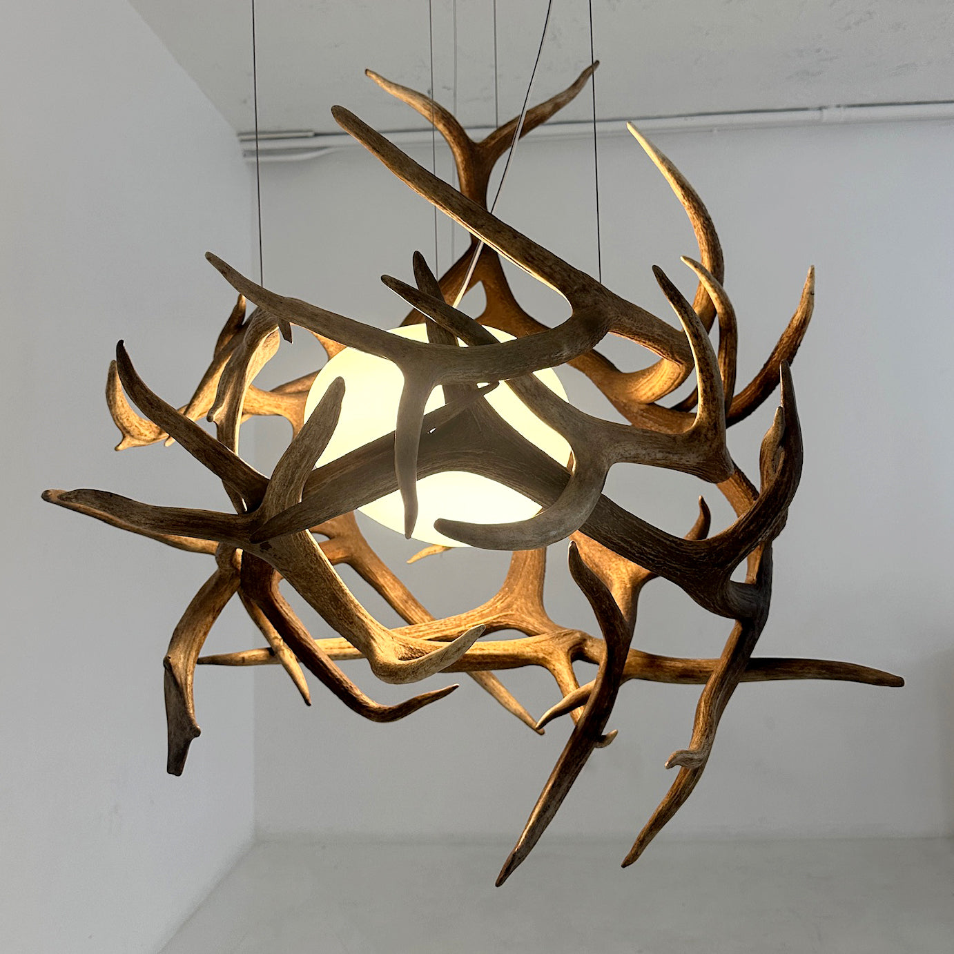 Elk Antler Pod