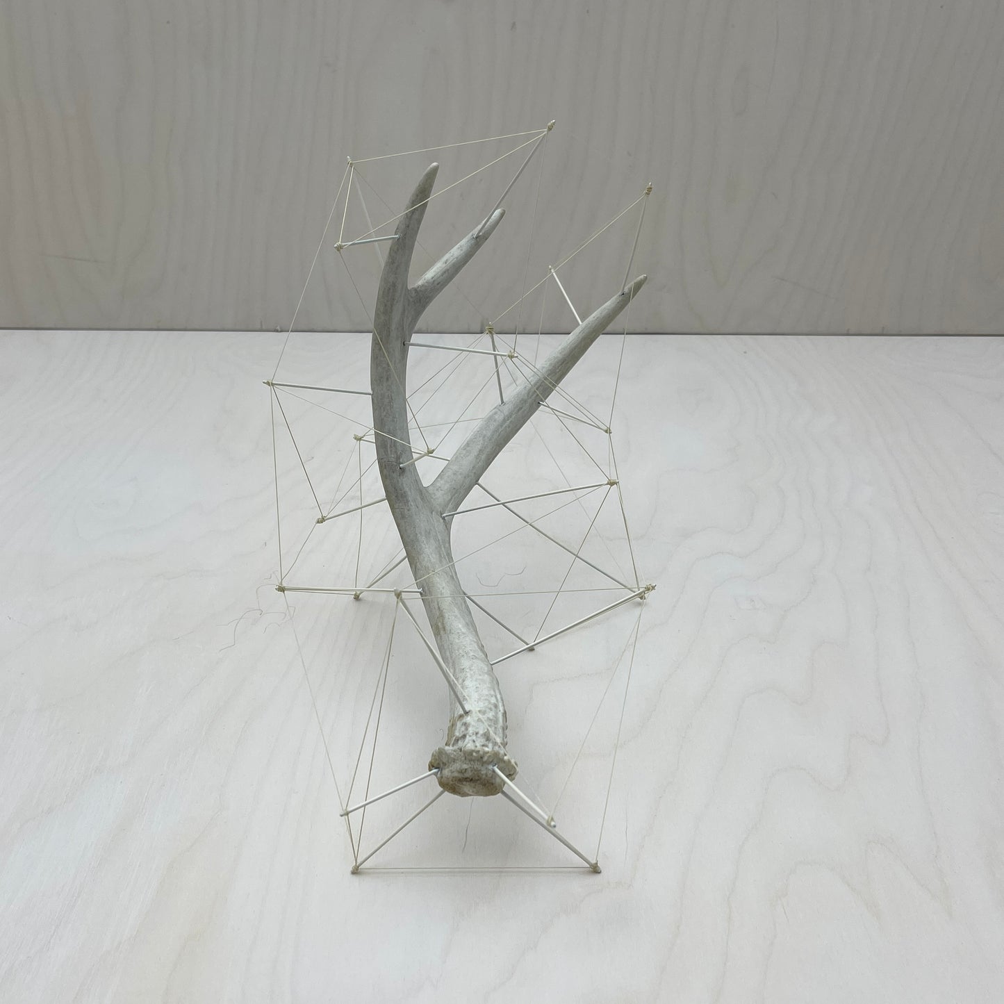 Tensity - Deer Antler Sculpture