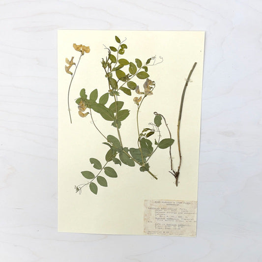 Vintage Pressed Botanical #34