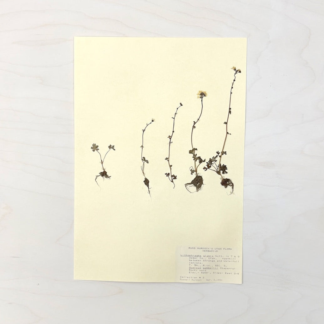 Vintage Pressed Botanical #15
