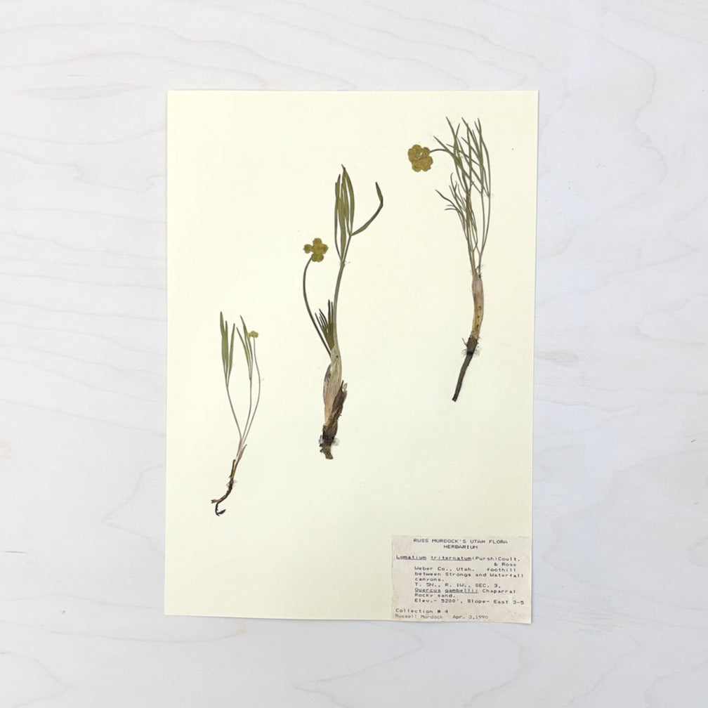 Vintage Pressed Botanical #16