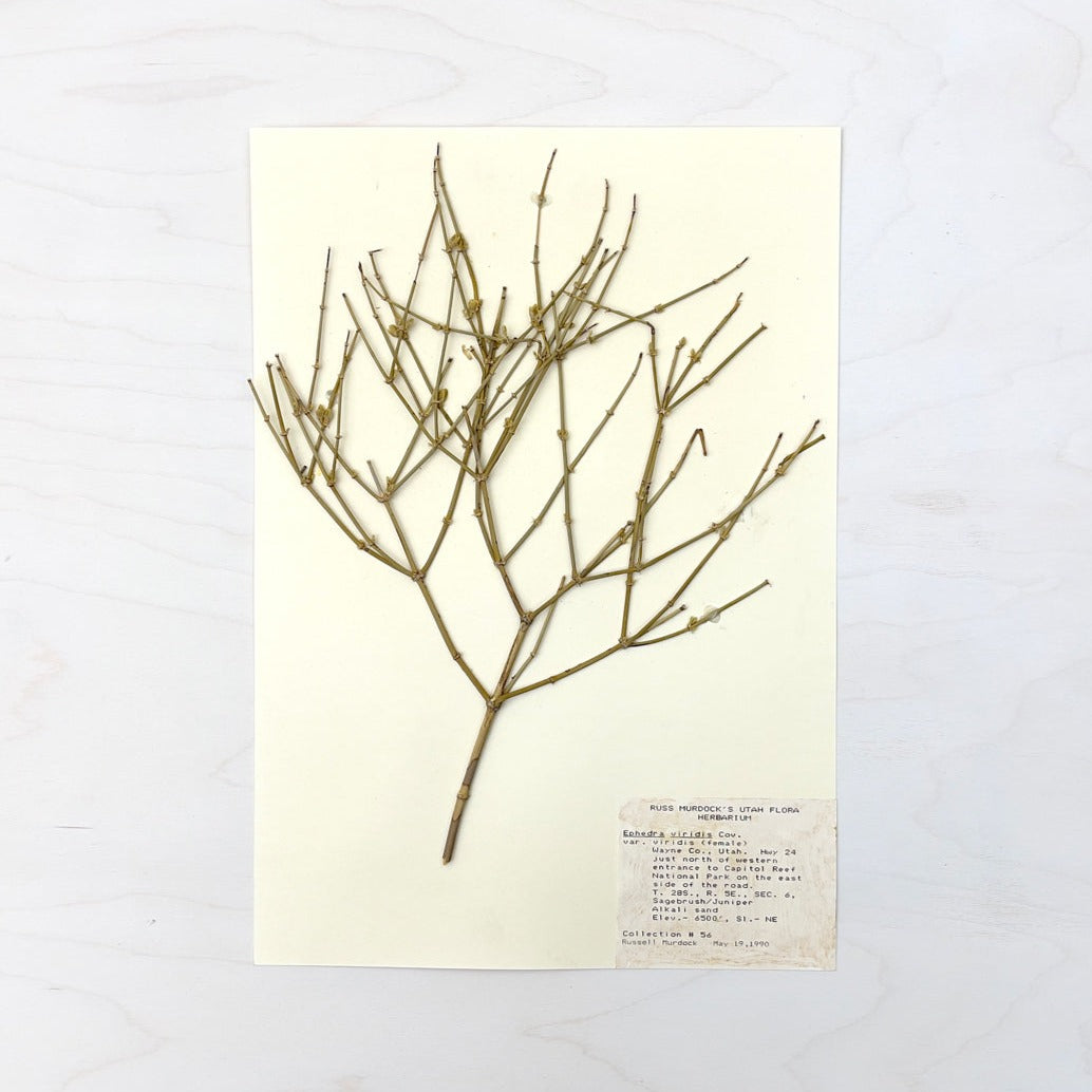 Vintage Pressed Botanical #19