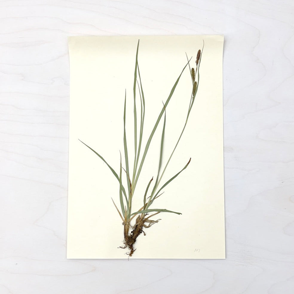 Vintage Pressed Botanical #23