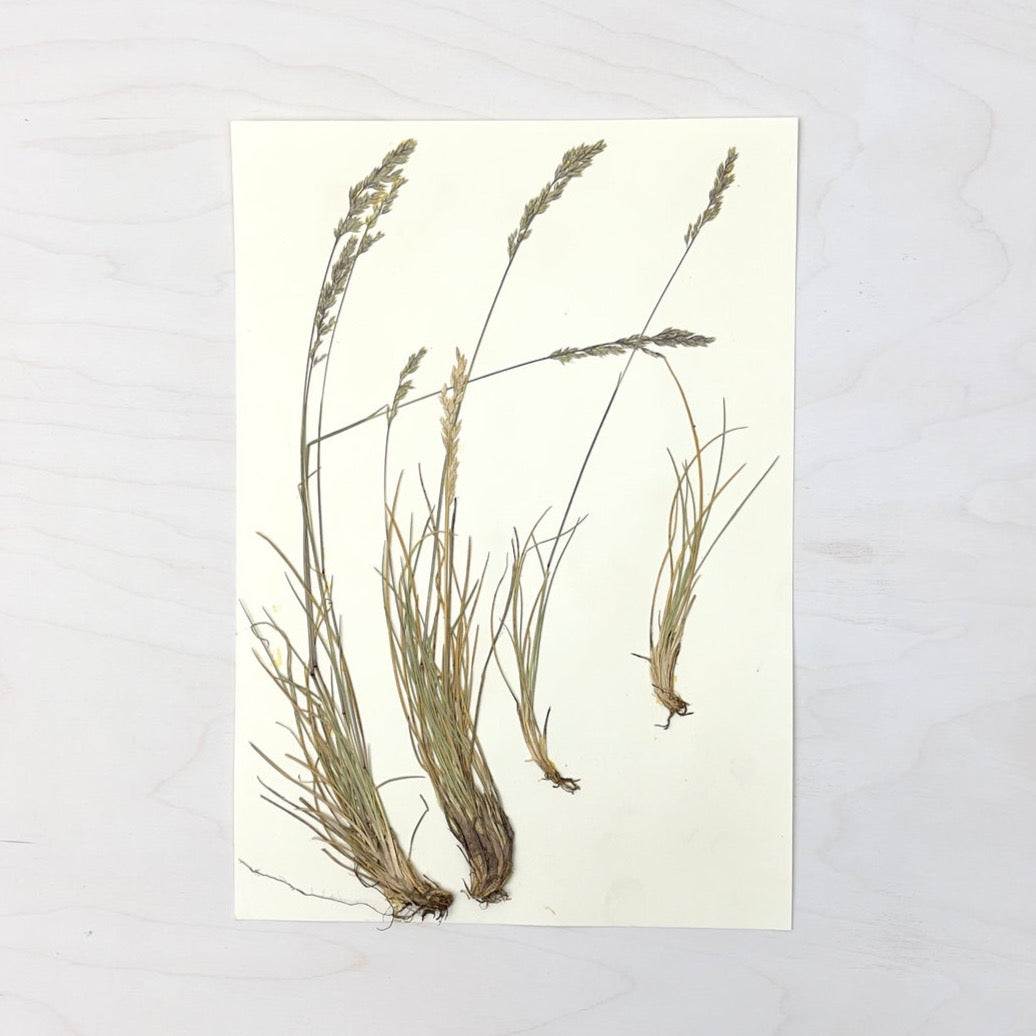 Vintage Pressed Botanical #26