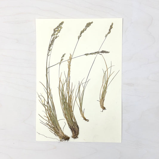 Vintage Pressed Botanical #26