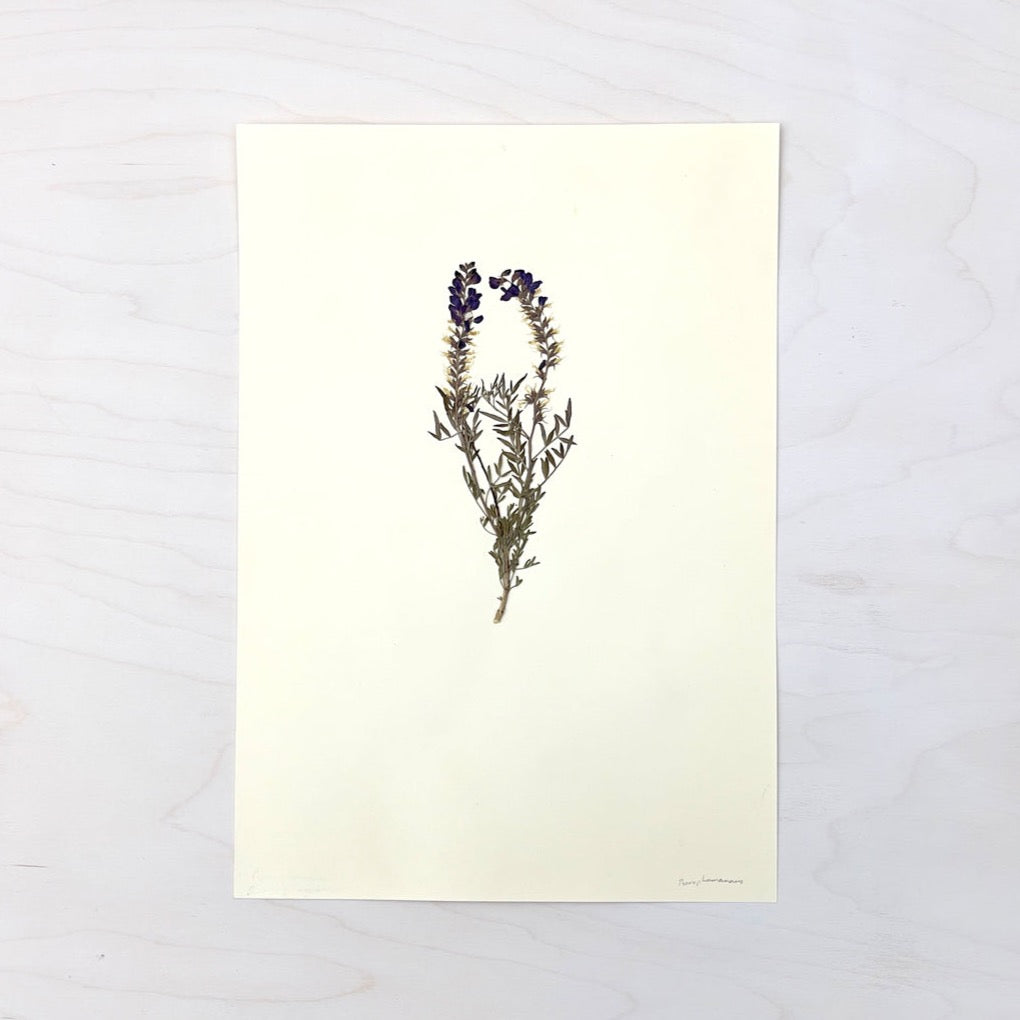 Vintage Pressed Botanical #27