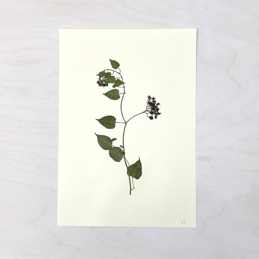 Vintage Pressed Botanical #29