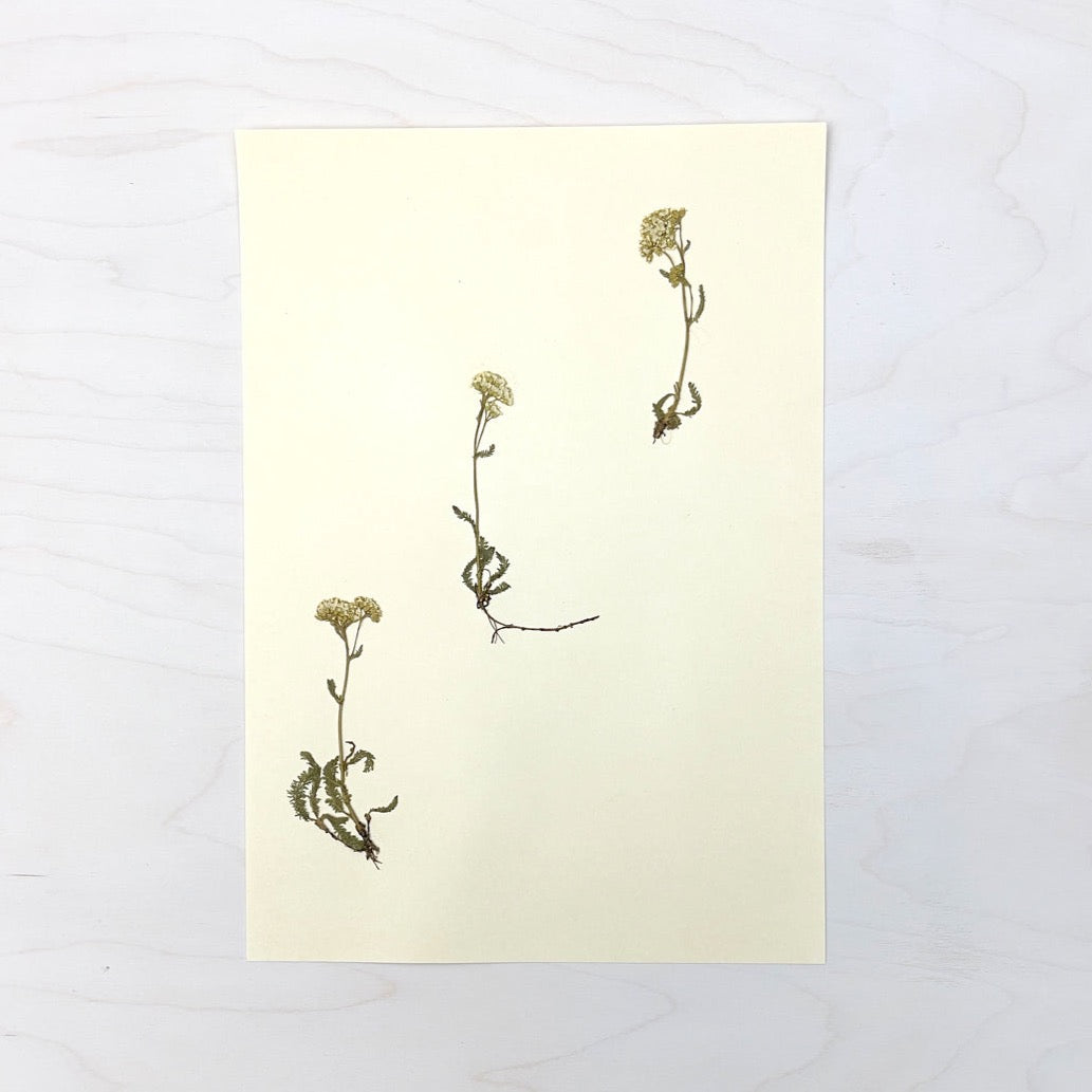 Vintage Pressed Botanical #32