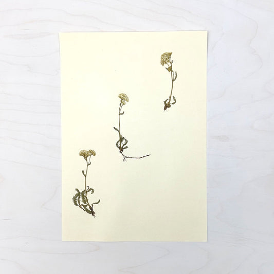 Vintage Pressed Botanical #32
