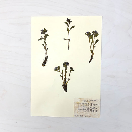 Vintage Pressed Botanical #33