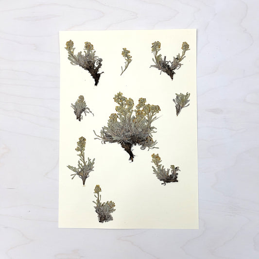 Vintage Pressed Botanical #35