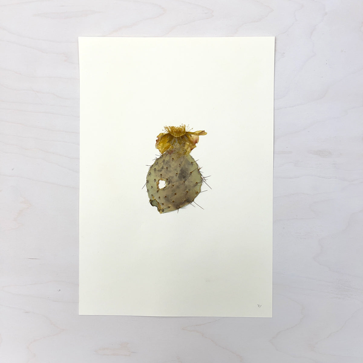 Vintage Pressed Botanical #37