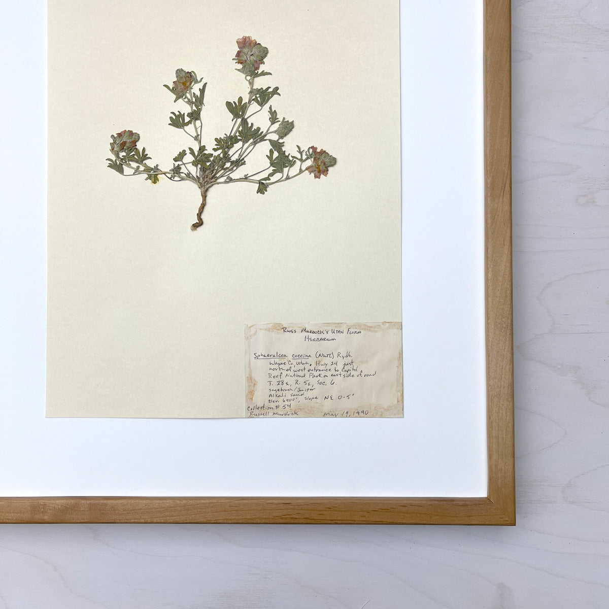 Vintage Pressed Botanical #25