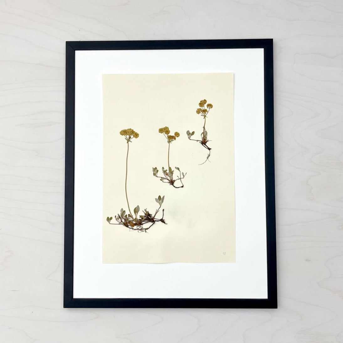 Vintage Pressed Botanical #27