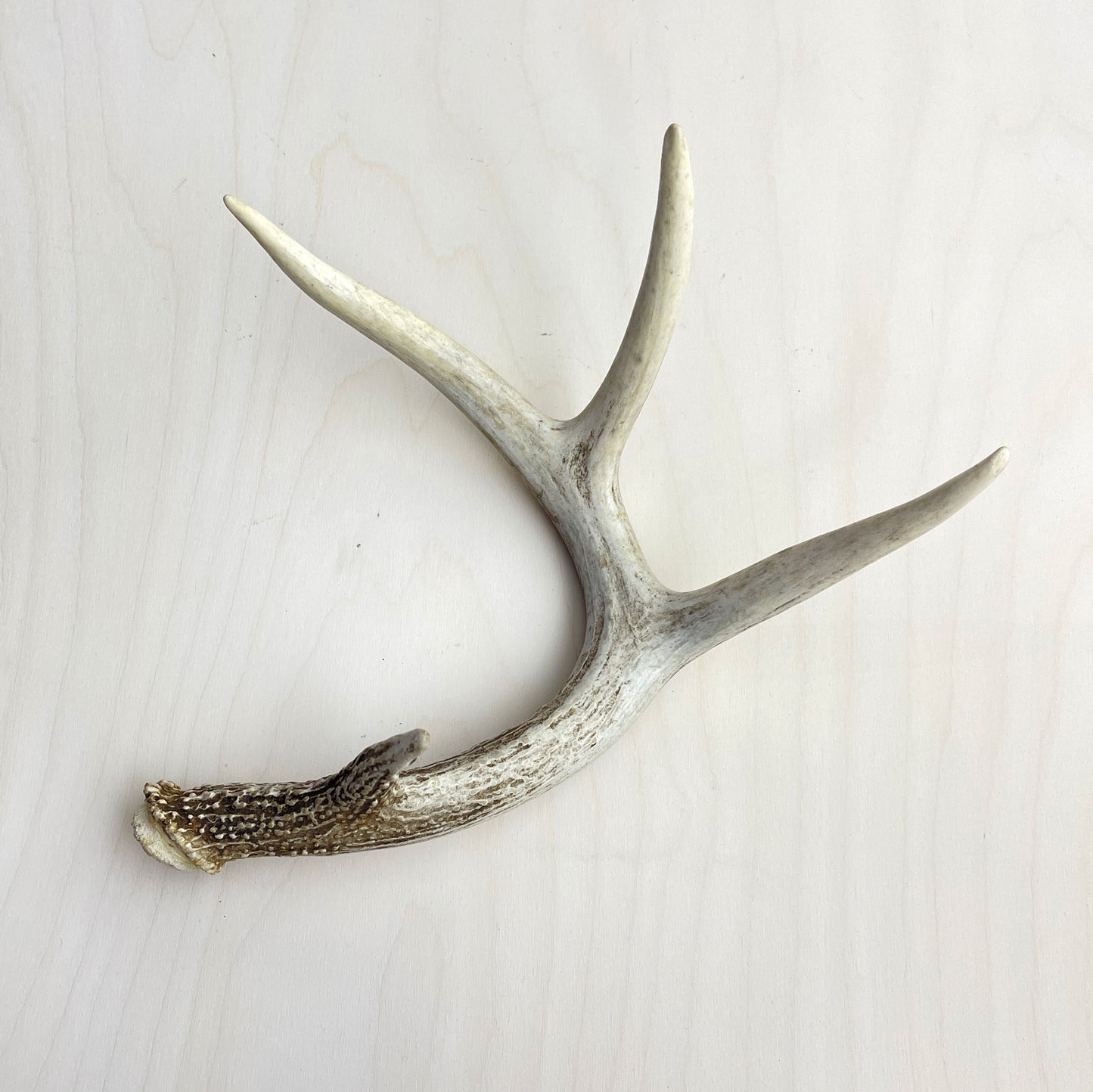 Antler Accents - Gilded