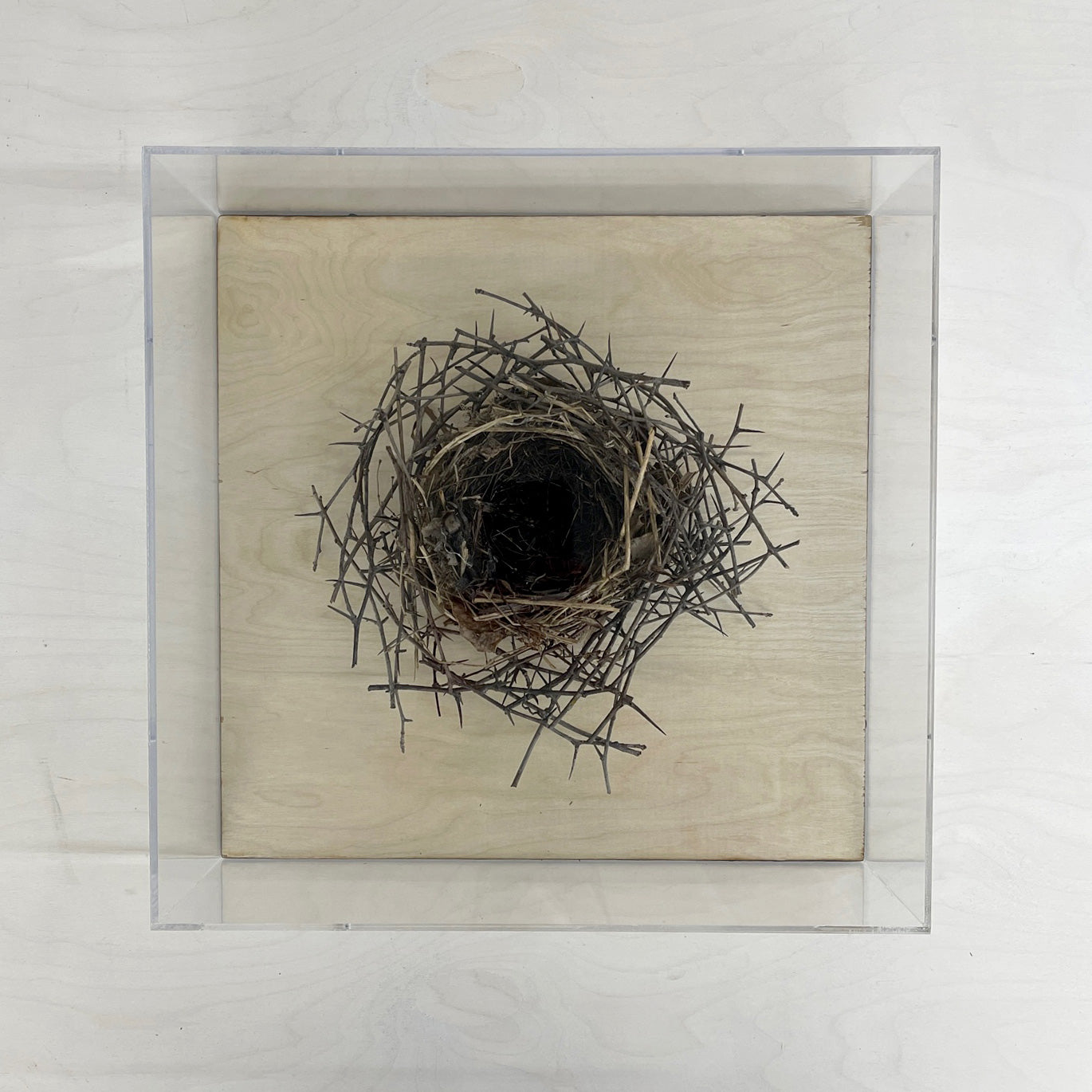 Bird's Nest - Single