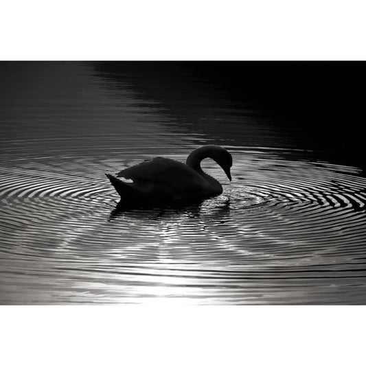 L. Blackwood - Swan Song