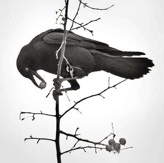 L. Blackwood - Crow with Berries