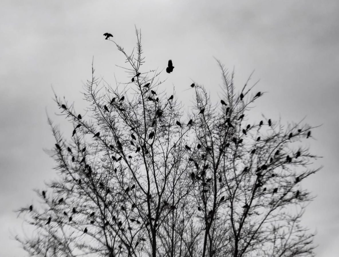 Duane Call - Bird Tree