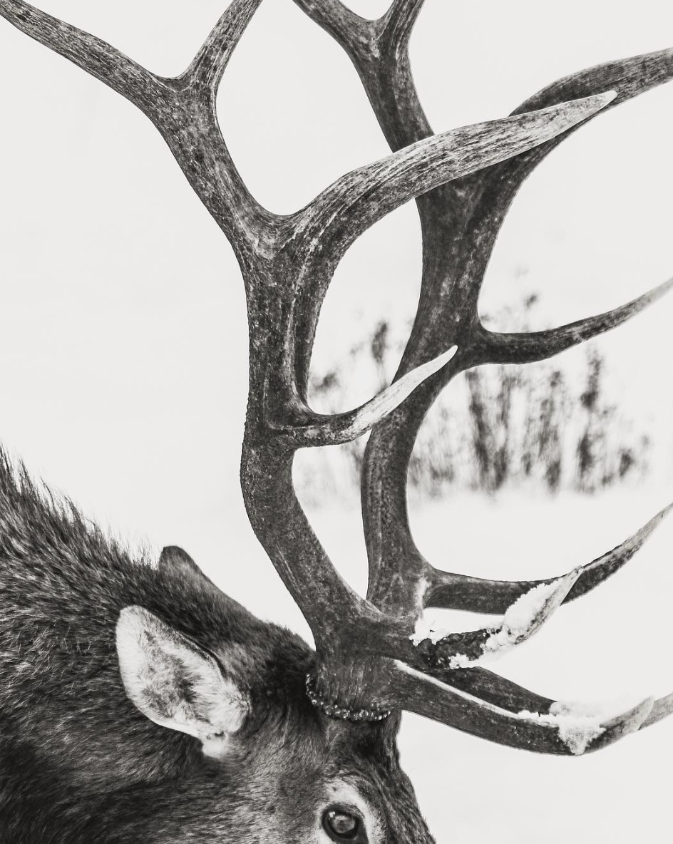 Duane Call - Elk