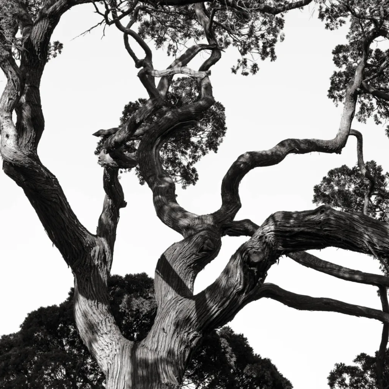 L. Blackwood - Branching Out