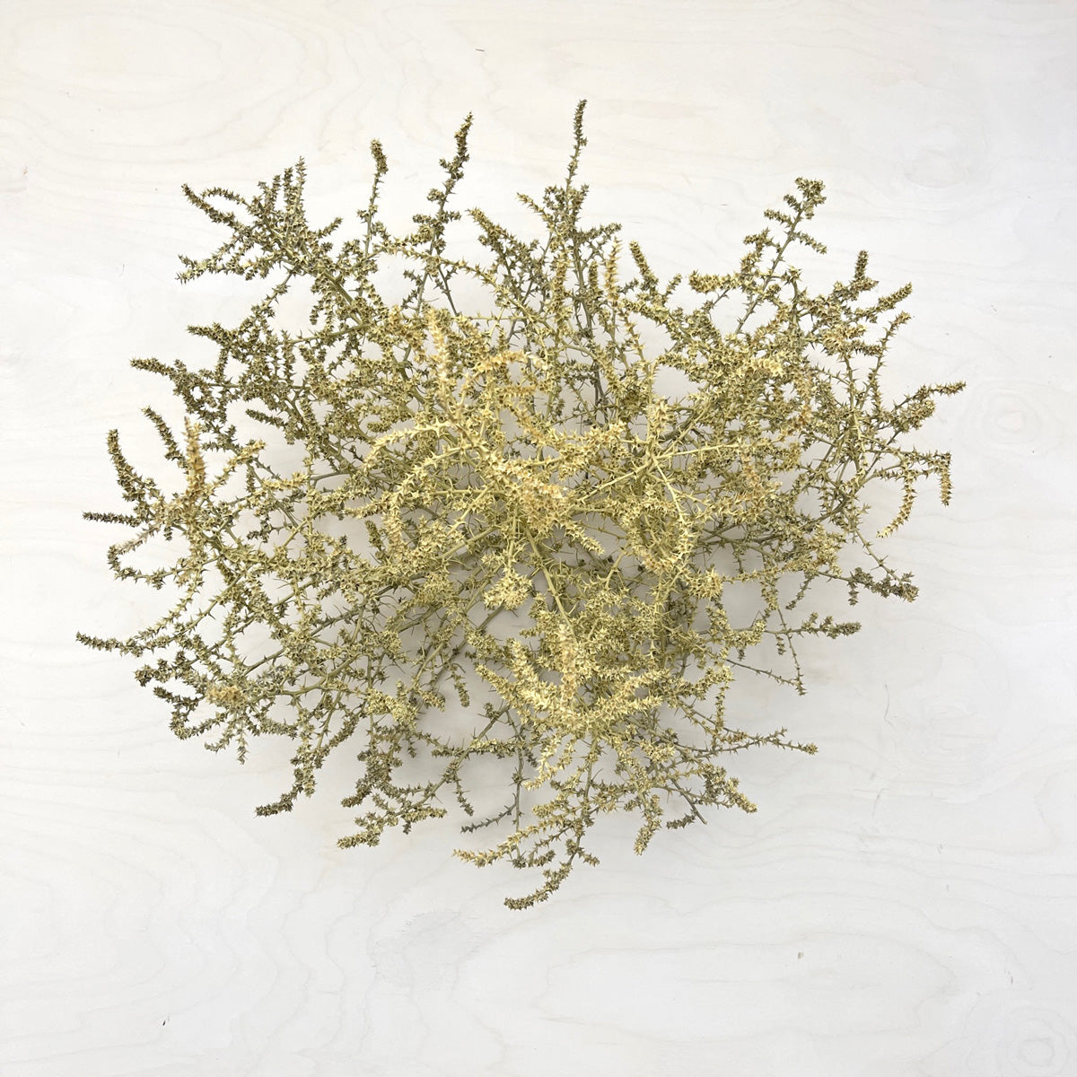 Tumbleweed Accent