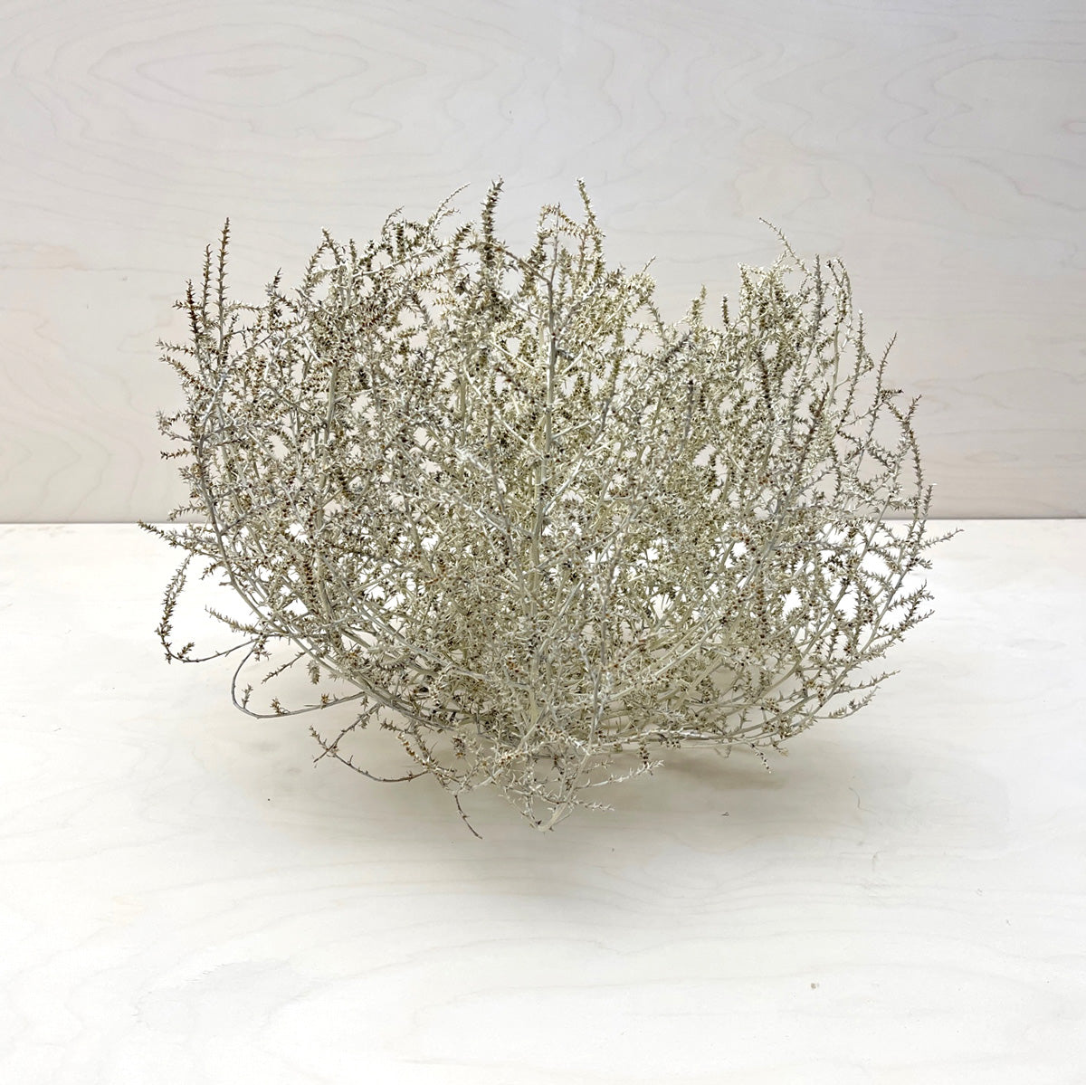 Tumbleweed Accent