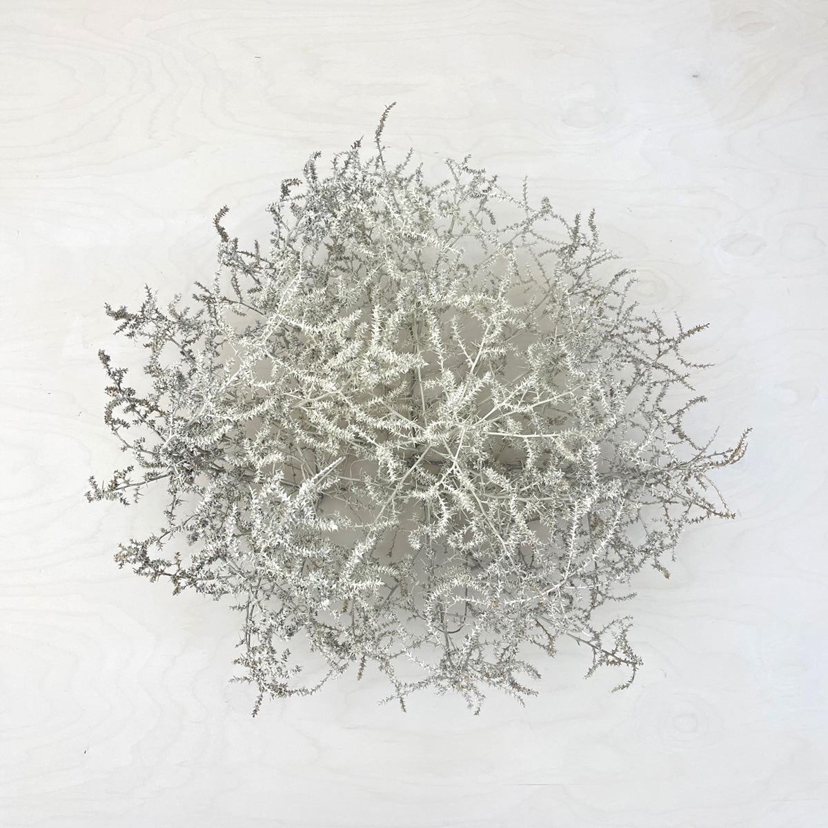 Tumbleweed Accent