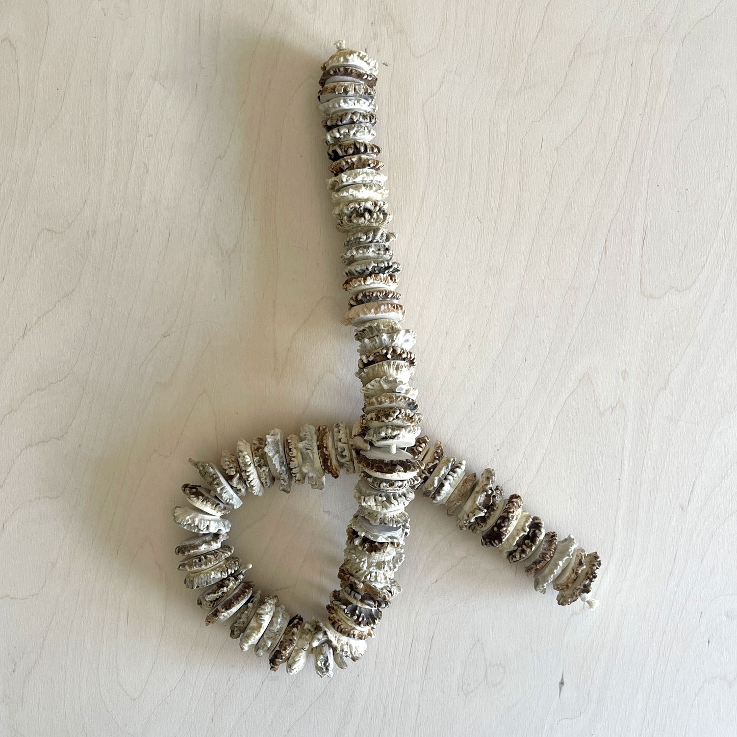 Antler Burr Strand