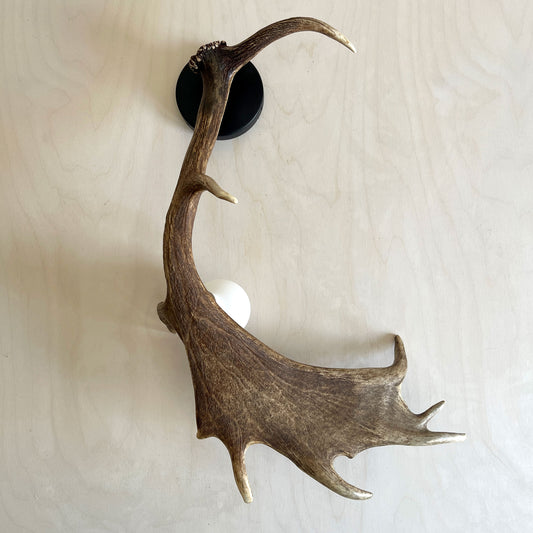 Fallow Antler Shed Sconce