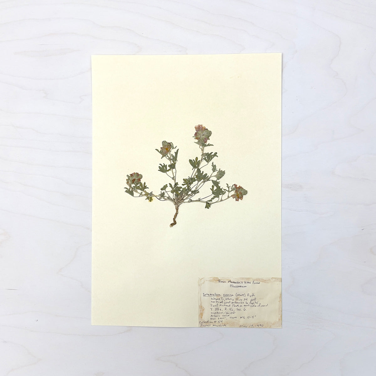 Vintage Pressed Botanical #39
