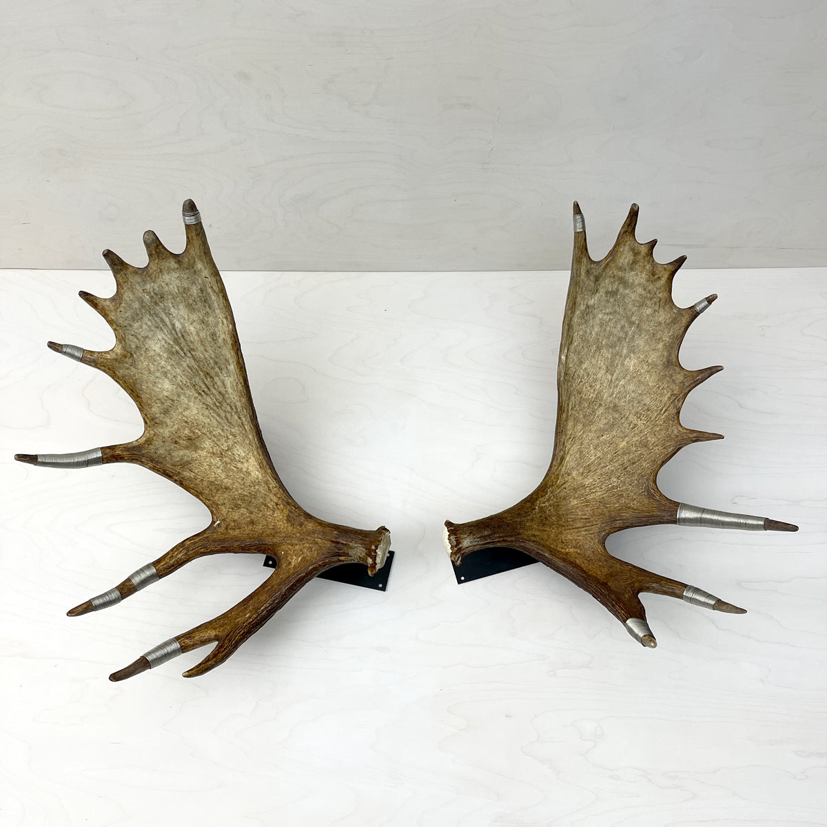 Moose Antler Wall Mounts