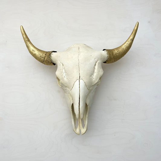 Bison Skull - Natural, Gilded Horns