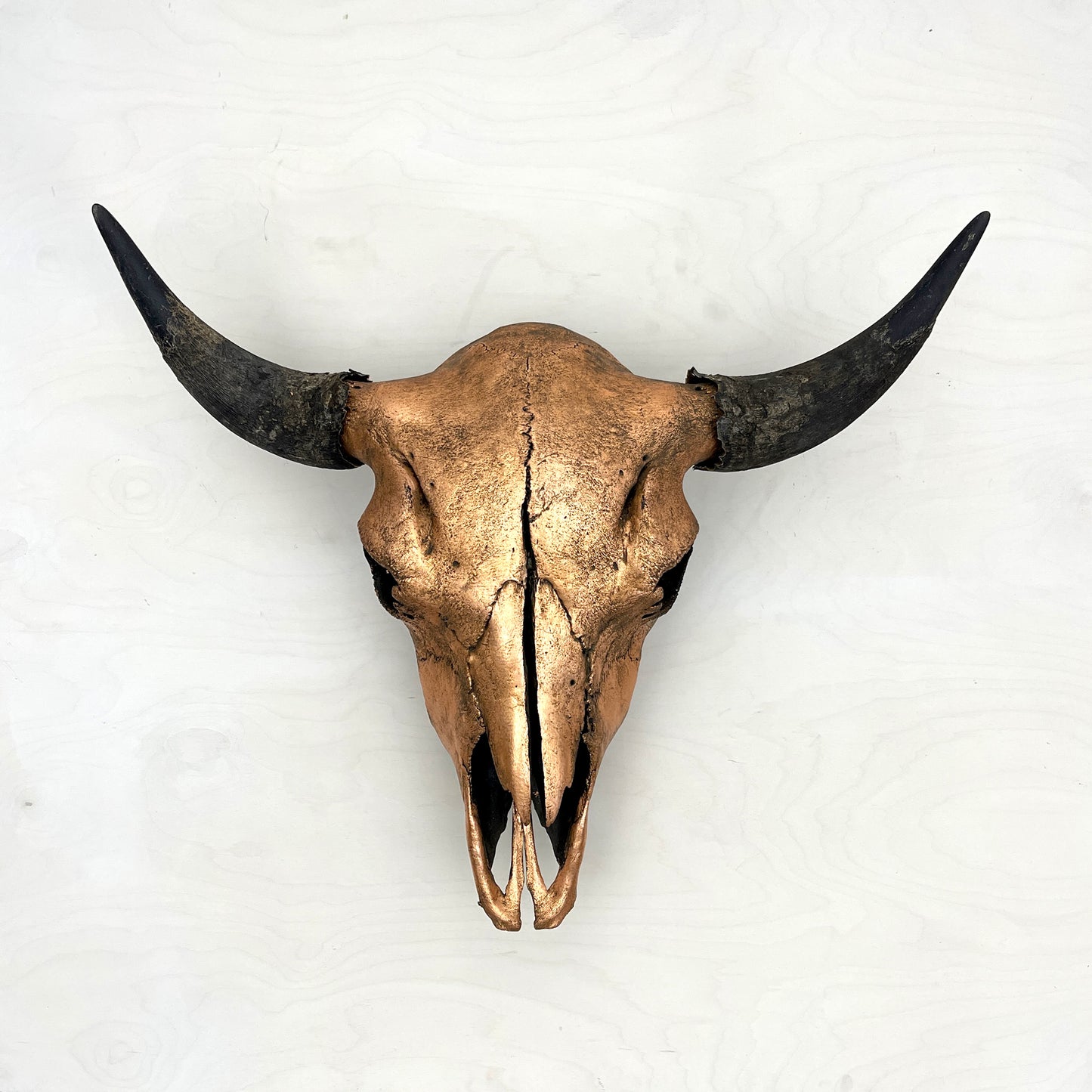 Bison Skull - Gilded Head