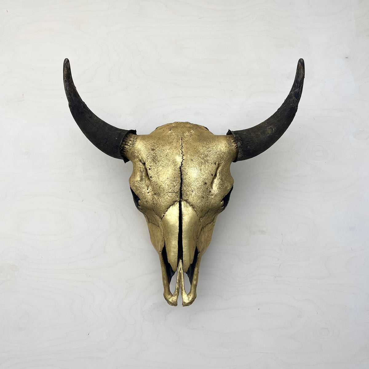 Bison Skull - Gilded Head