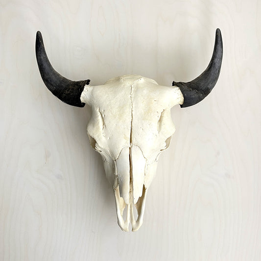 Bison Skull - Natural
