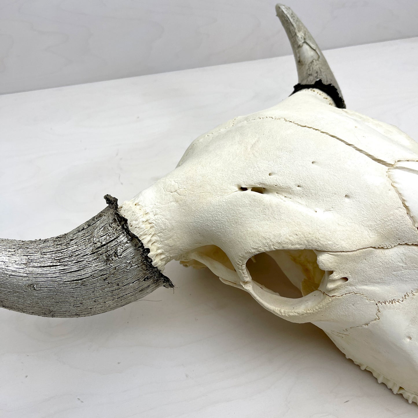 Bison Skull - Natural, Gilded Horns