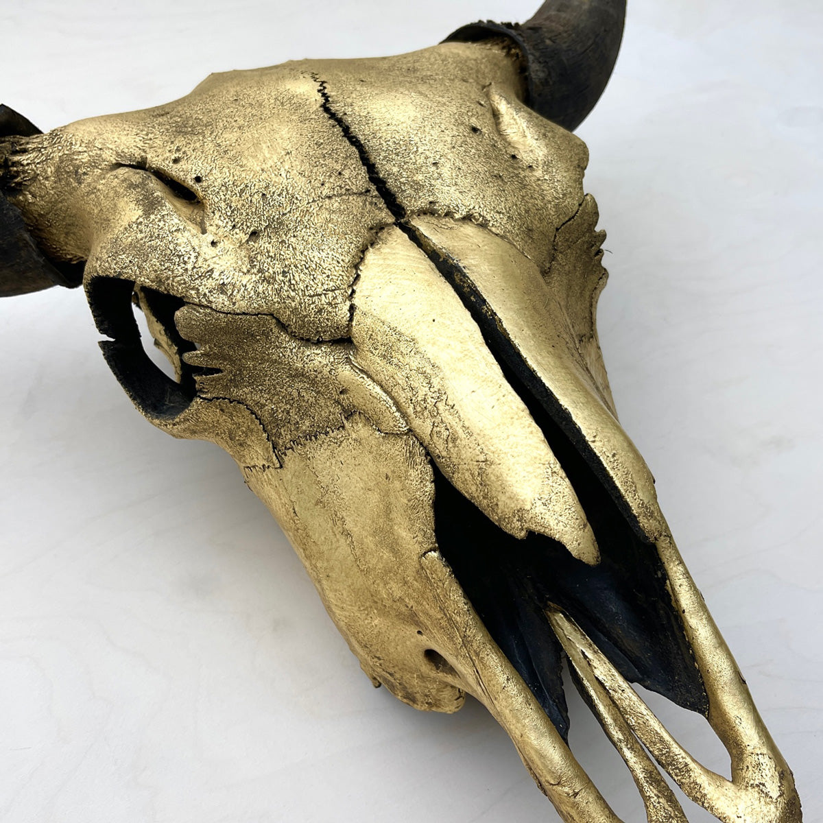 Bison Skull - Gilded Head