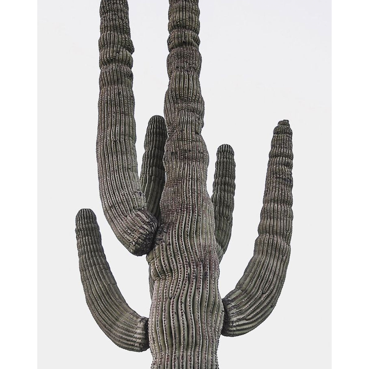 Duane Call - Saguaro Cactus