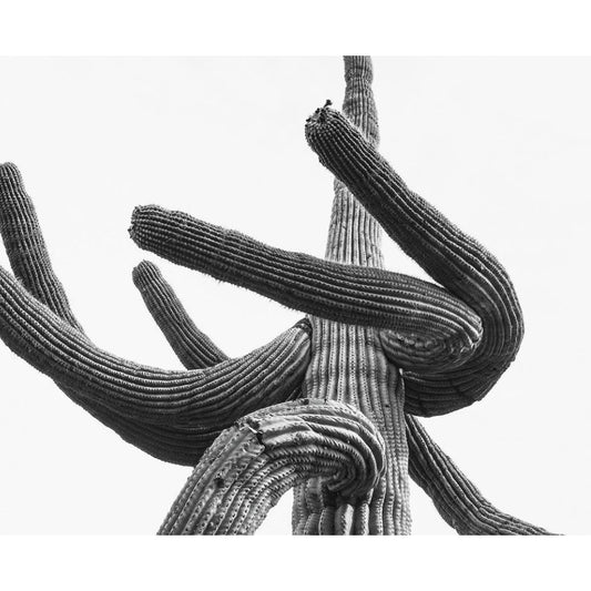 Duane Call - Dancing Cactus