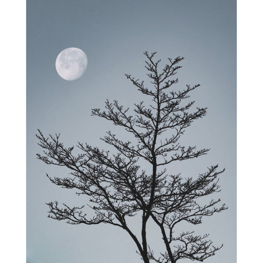 Duane Call - Tree Moon