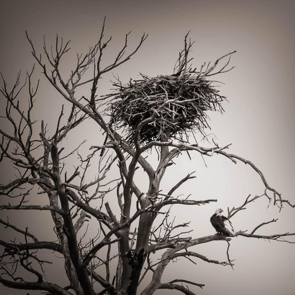 L. Blackwood - Eagle's Nest