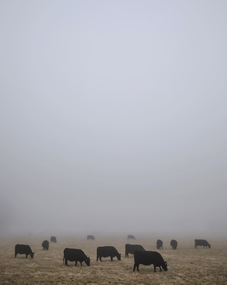 Duane Call - Cattle in Fog
