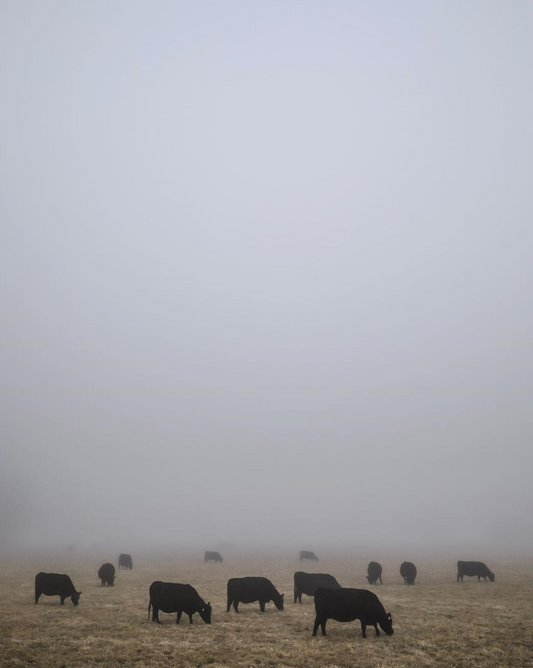 Duane Call - Cattle in Fog