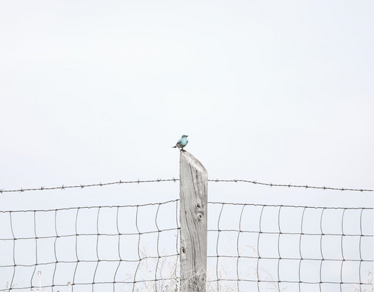 Duane Call - Blue Bird Fence