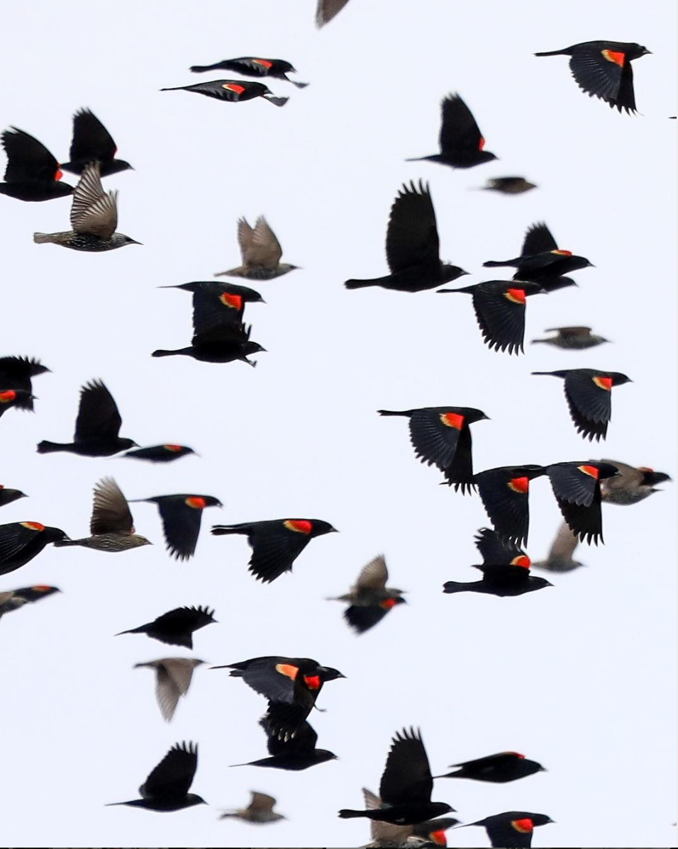 Duane Call - Redwing Black Birds